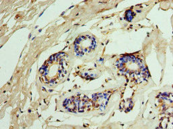IMPDH2 Antibody (PACO43795)