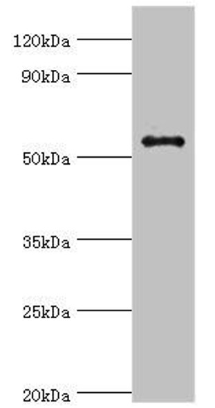GPS1 Antibody (PACO43913)
