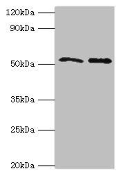 GOPC Antibody (PACO43963)