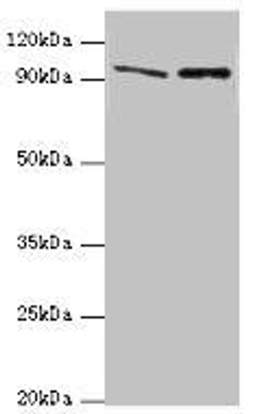 NVL Antibody (PACO44016)