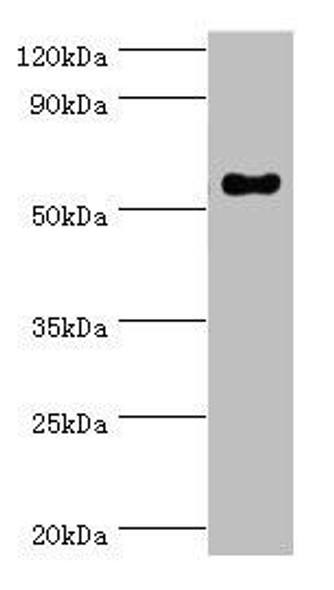 IFNGR1 Antibody (PACO44123)