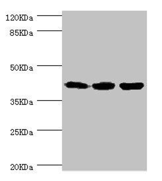 FIBP Antibody (PACO44262)