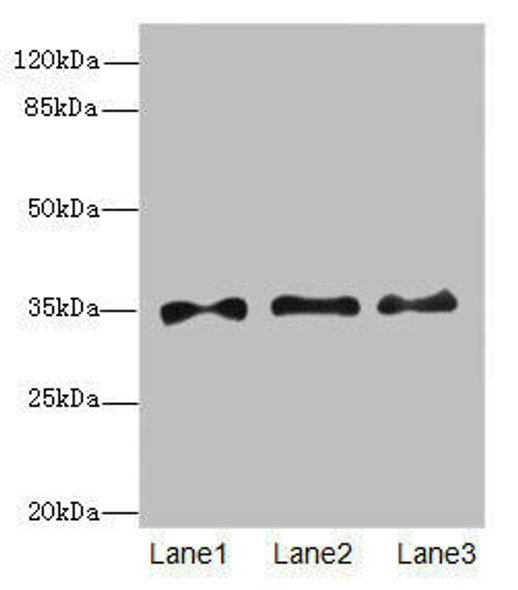 PRPS1 Antibody (PACO44516)