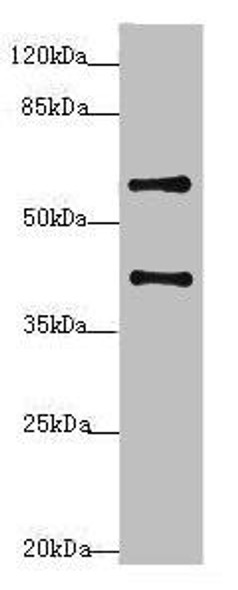 SYCE1 Antibody (PACO44596)