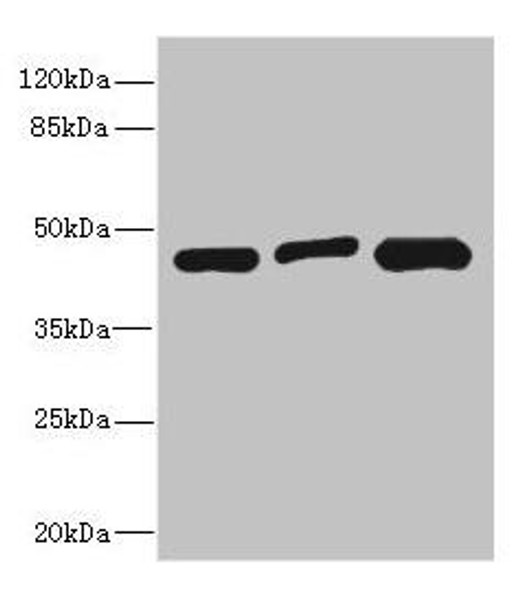 ITPK1 Antibody (PACO44771)