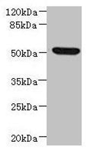 NDUFV1 Antibody (PACO44840)