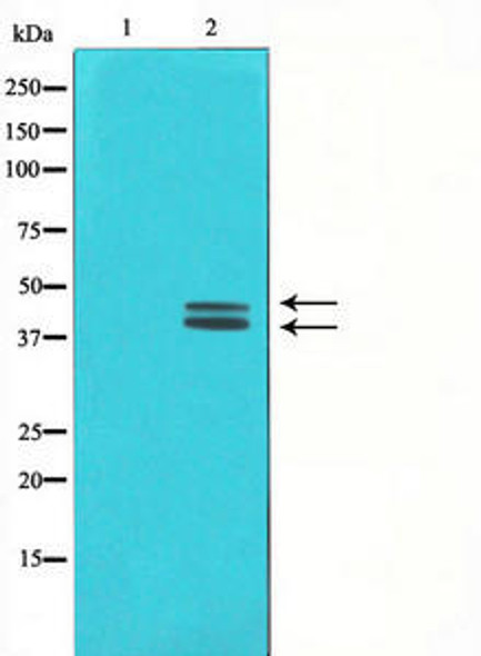 MAPK3/MAPK1 Antibody (PACO21315)