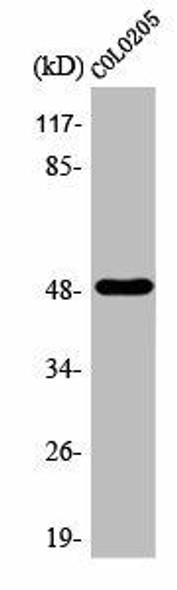 TFAP2A/TFAP2B Antibody (PACO00401)