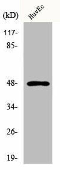 KRT17 Antibody (PACO00678)