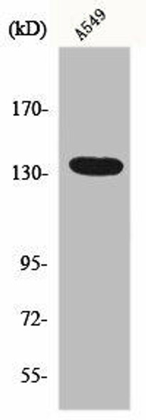 GPR126 Antibody (PACO00725)