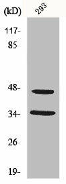 FOXB1/FOXB2 Antibody (PACO00816)