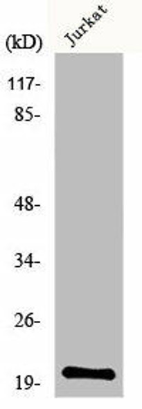 MRPL54 Antibody (PACO01104)