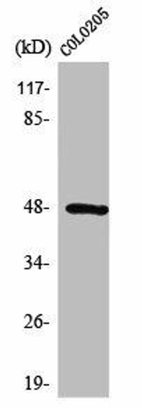 SYT11 Antibody (PACO01564)