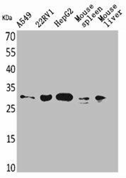 TNFSF13B Antibody (PACO01880)