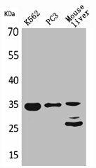 CDC34 Antibody (PACO01902)