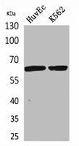 SLC22A6 Antibody (PACO02070)