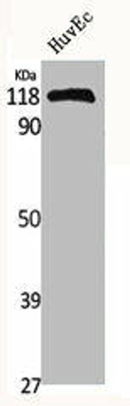 MERTK/TYRO3 Antibody (PACO06637)