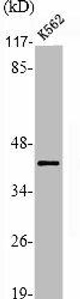 PRKACA/PRKACB Antibody (PACO06759)