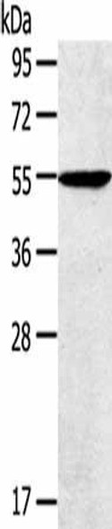 TRIM22 Antibody (PACO20692)