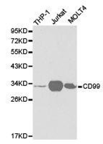 CD99 Antibody (PACO21219)