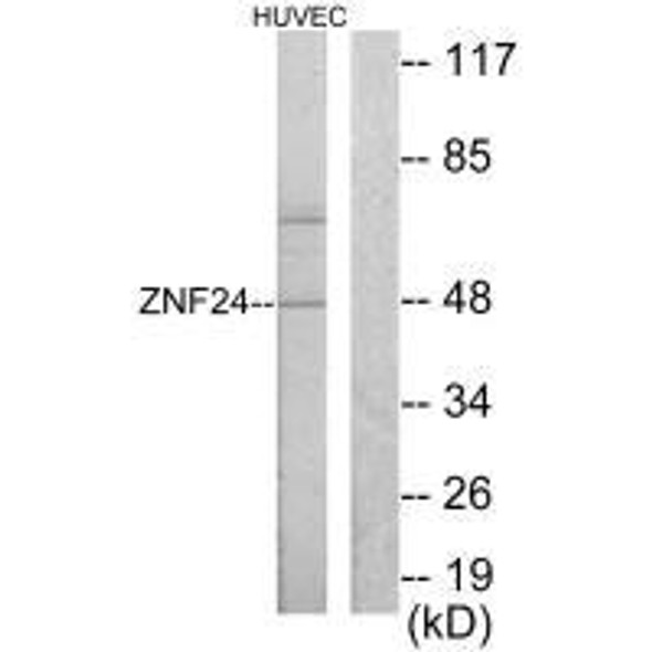 ZNF24 Antibody (PACO21737)