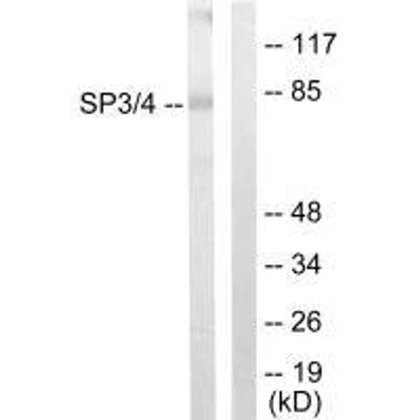 SP3/SP4 Antibody (PACO21821)