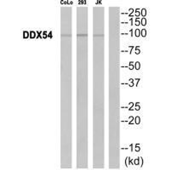 DDX54 Antibody (PACO22179)