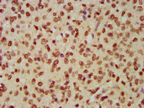 HIST1H4A (Ab-12) Antibody (PACO58635)