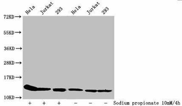 Propionyl-HIST1H4A (K31) Antibody (PACO58650)