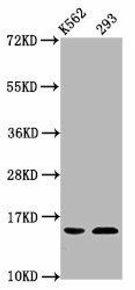 HIST1H2BC (Ab-85) Antibody (PACO59651)