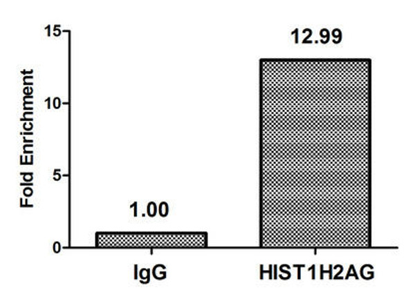 HIST1H2AG (Ab-9) Antibody (PACO59670)