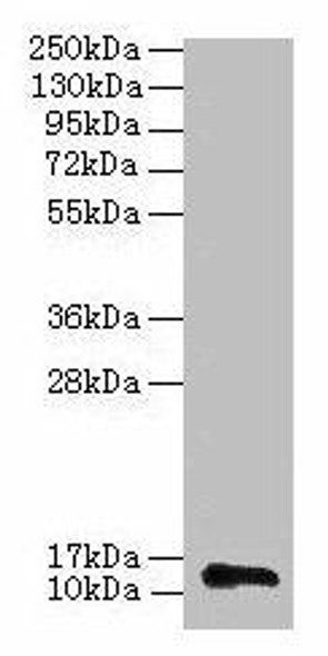 RPL36AL Antibody (PACO28950)
