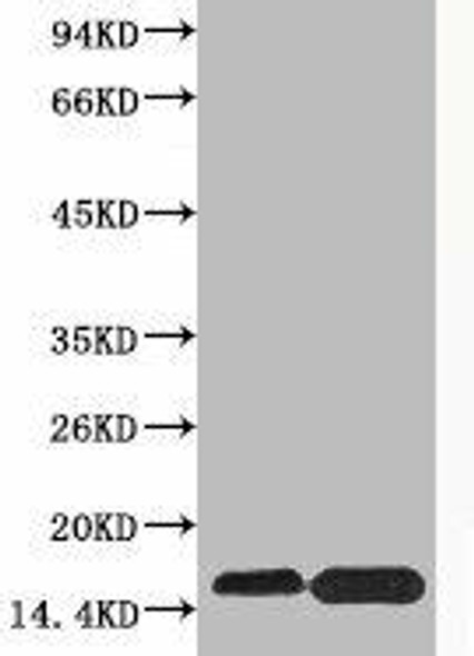 Phospho-Histone H4 (Ser47) Antibody (PACO00133)