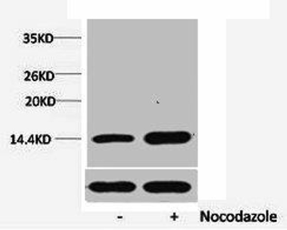 Phospho-Histone H1 (Ser1) Antibody (PACO00166)