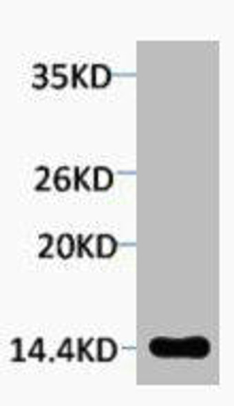 Phospho-Histone H2A.X (Ser139) Antibody (PACO00170)