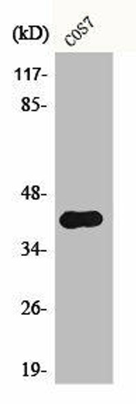 Phospho-CRK (Y221) Antibody (PACO00288)