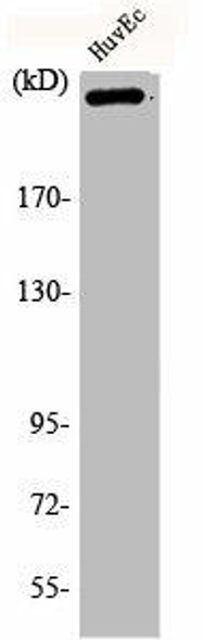 Phospho-FLNA (S2152) Antibody (PACO00303)