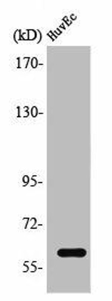 TCF4/TCF12 Antibody (PACO01598)