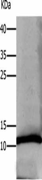 DEFA1 Antibody (PACO17781)