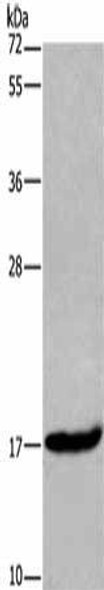 MAFF Antibody (PACO18183)
