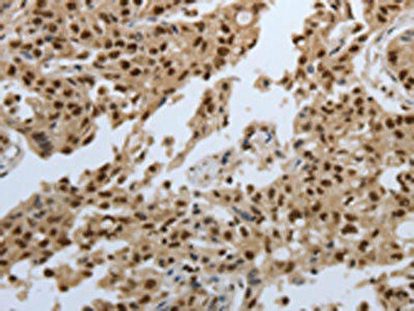 SMAD7 Antibody (PACO18414)