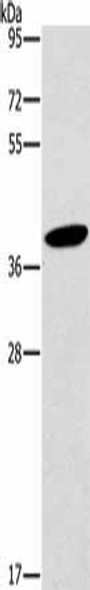 HOXB4 Antibody (PACO19774)