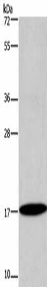 ID4 Antibody (PACO19809)