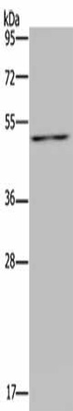 P2RX2 Antibody (PACO20152)