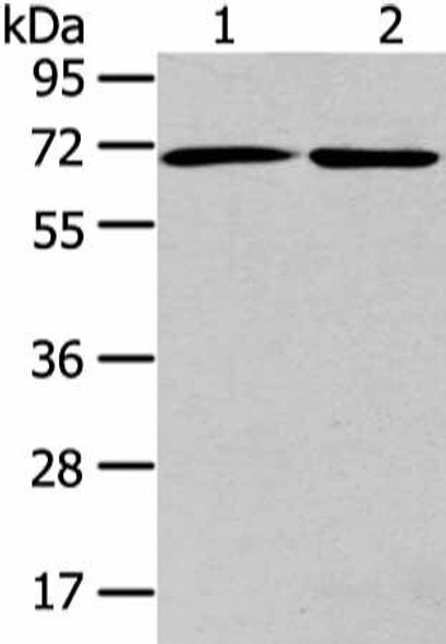 ARFGAP2 Antibody (PACO20953)