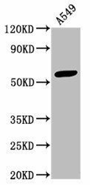 IFIT3 Antibody (PACO27509)