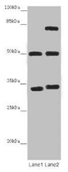 TUBA1B Antibody (PACO46346)