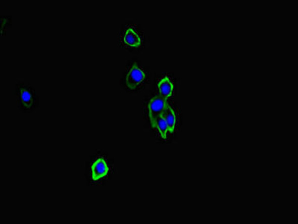 NRXN1 Antibody (PACO46446)