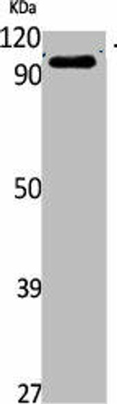 TRPV4 Antibody (PACO01759)