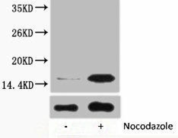 Phospho-Histone H3 (Tyr41) Antibody (PACO00122)